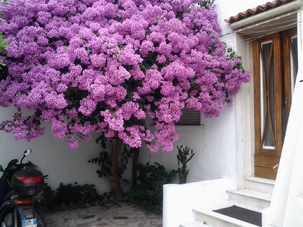 فياريجيو Villa Lea الغرفة الصورة